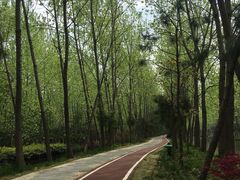 -合肥滨湖国家森林公园