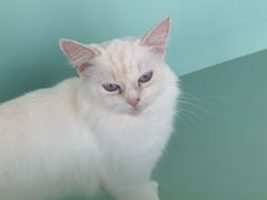 -怪兽屋·羊驼·猫咖·狗咖(俊华广场店)