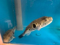 -天正河鲀·河豚亭(大连店)