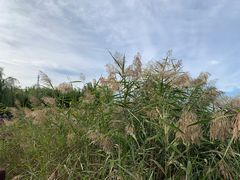 -西青郊野公园
