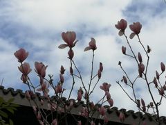 -同里国家湿地公园