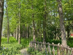 -上海长兴岛郊野公园