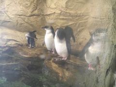 -悉尼海洋生物水族馆