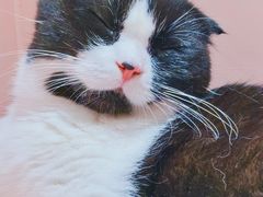 -猫儿山۰猫主题餐厅