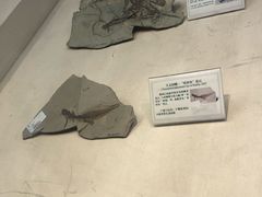 -辽宁古生物博物馆