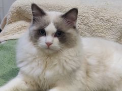 -喵百万·布偶·蓝金金渐层英短·猫舍(百子湾店)