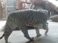 -鄂尔多斯野生动物园