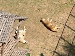 -青藏高原野生动物园