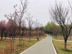 -洨河生态公园