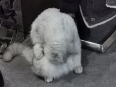 -佳怡动物医院·平价24小时·猫专科骨外科