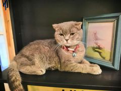 -猫色咖啡·猫咖