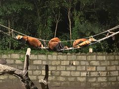 -上海野生动物园