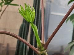 -三圣花乡旅游区