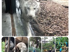 -广州长隆野生动物世界