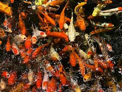 -龙悦湾酒家·八阵鱼生·渔人码头店