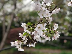 -高东镇樱花园