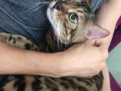 -喵百万·布偶·蓝金金渐层英短·猫舍(百子湾店)