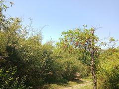 -新江湾城公园