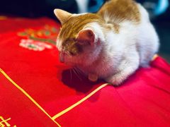 -龙华素斋(龙华路店)