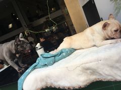 -more than meow吴止猫主题餐厅(承德 中船汇店)