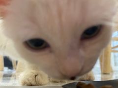 -楼上猫咖(罗湖店)