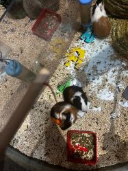 -卡通尼·Safari非洲探索乐园·生日会(金桥国际商业广场店)