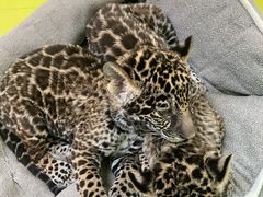 -北京野生动物园