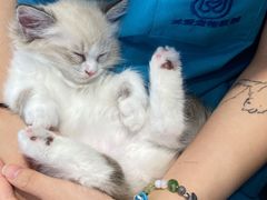 -关爱宠物医院·猫科中心·消化科(滨湖万达分院)