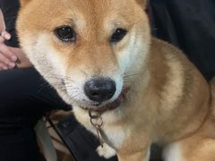 -柴犬高等学院·狗咖·柴犬售卖·宠物训练