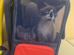 -瑞派康怡24h宠物医院·犬猫医疗中心·微创绝育(瑞景分院)