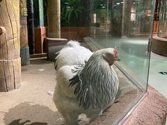 -萌宠奇缘