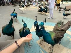 -西双版纳原始森林公园