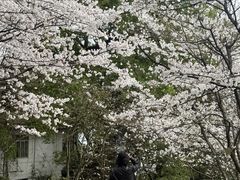 -南山植物园