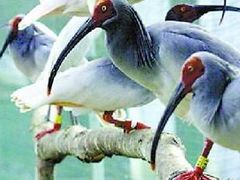 -西安秦岭野生动物园