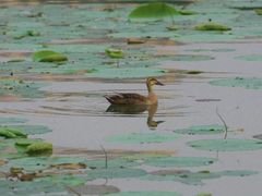 -丁香湖公园