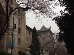 -武汉大学-樱园