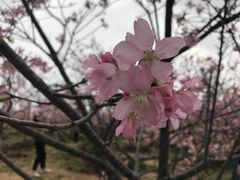 -天适樱花悠乐园