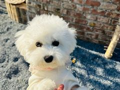 -宠福鑫康馨动物医院·骨科·眼科