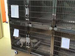 -创凡宠物医院·骨专科  猫科中心(西乡分院)