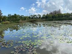 -上海长兴岛郊野公园