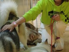 -Husky Go! 哈士奇体验馆·宠物咖啡厅狗咖