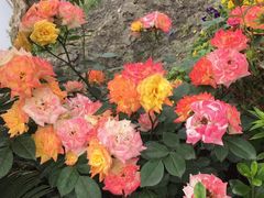 -洪湖家庭农场·团建·露营·会议