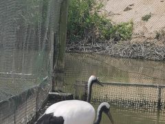 -盐城丹顶鹤湿地生态旅游区
