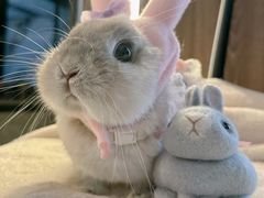 -爱侣宠医·鹦鹉专科·小型哺乳类·异宠专科(灵石路店)