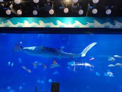 -烟台海昌鲸鲨海洋公园