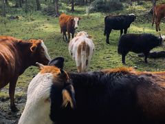 -硗碛藏寨·神木垒景区