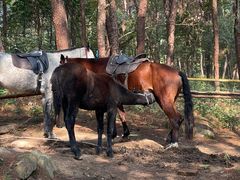 -铁山坪森林公园