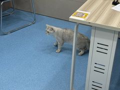 -万博宠物医院·手术·诊疗(未央凤城五路店)