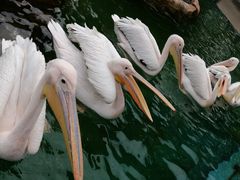 -常州淹城野生动物世界