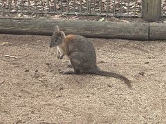 -费瑟代尔野生动物园